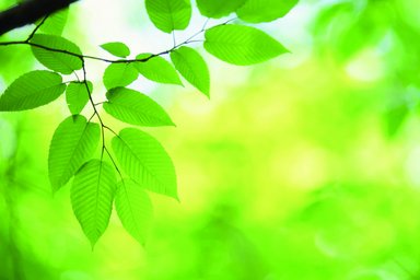 Blätter in frischem und beruhigenden Grüntönen