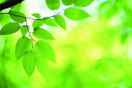 Blätter in frischem und beruhigenden Grüntönen